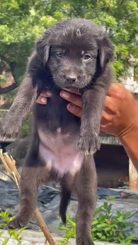 Dachshund Puppy | Brown & Tan, farm video