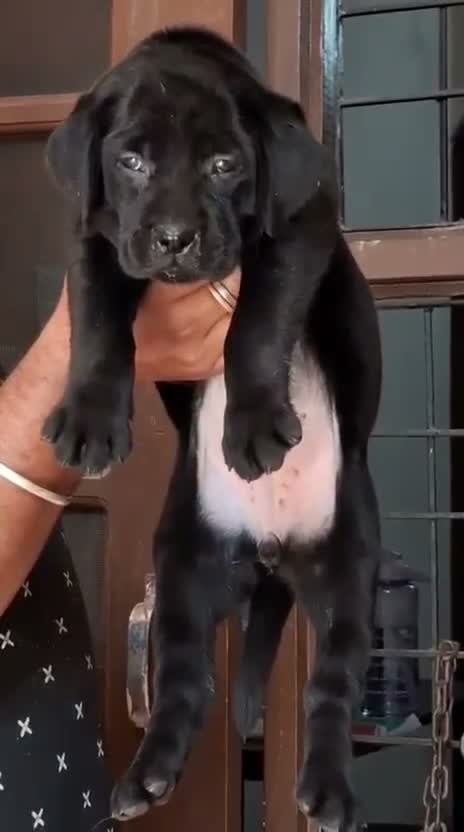 Beagle Black & Tan Puppy, farm video