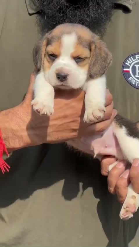 Beagle Black & Tan Puppy, farm video