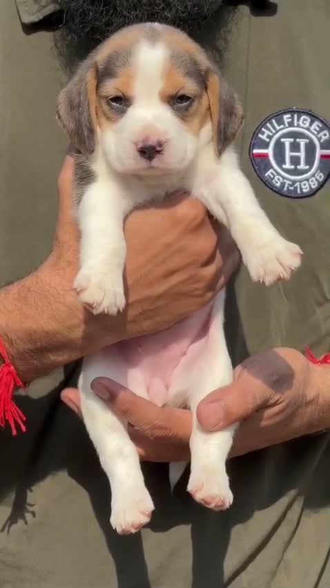 Beagle Black & Tan Puppy, farm video
