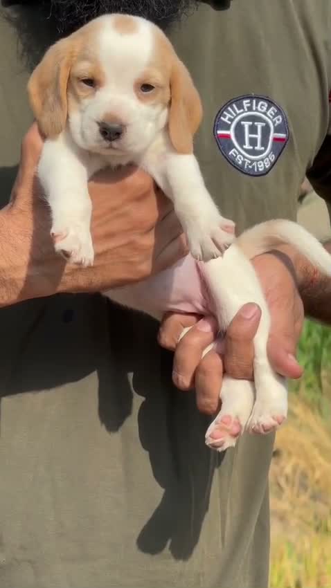Beagle Black & Tan Puppy, farm video