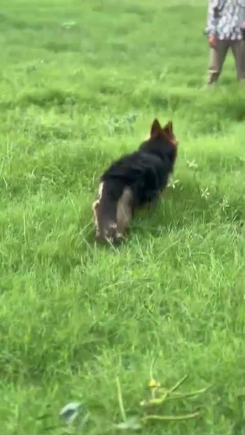 German Shepherd Puppy, farm video