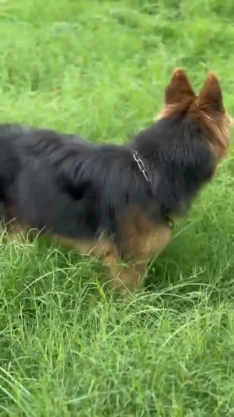 German Shepherd Puppy, farm video