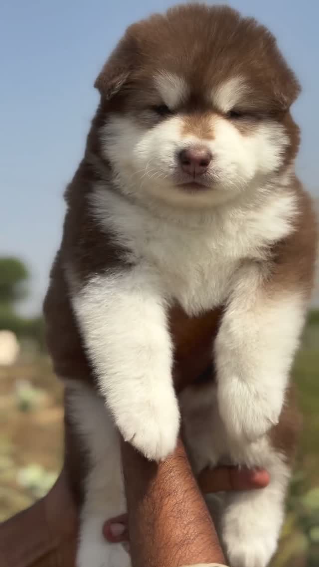 Siberian Husky Puppy | Black & White Color, farm video