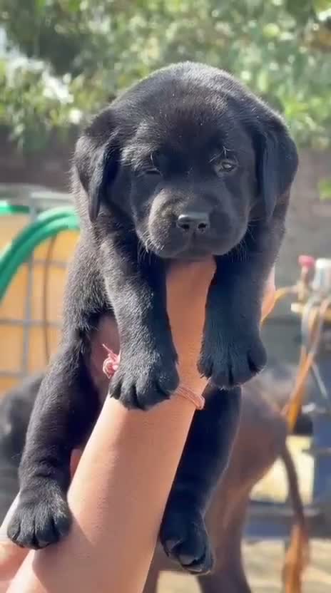 Beagle Black & Tan Puppy, farm video