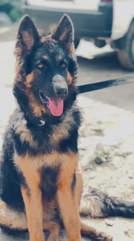 German Shepherd Puppy, farm video