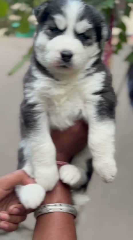 Siberian Husky Puppy | Black & White Color, farm video