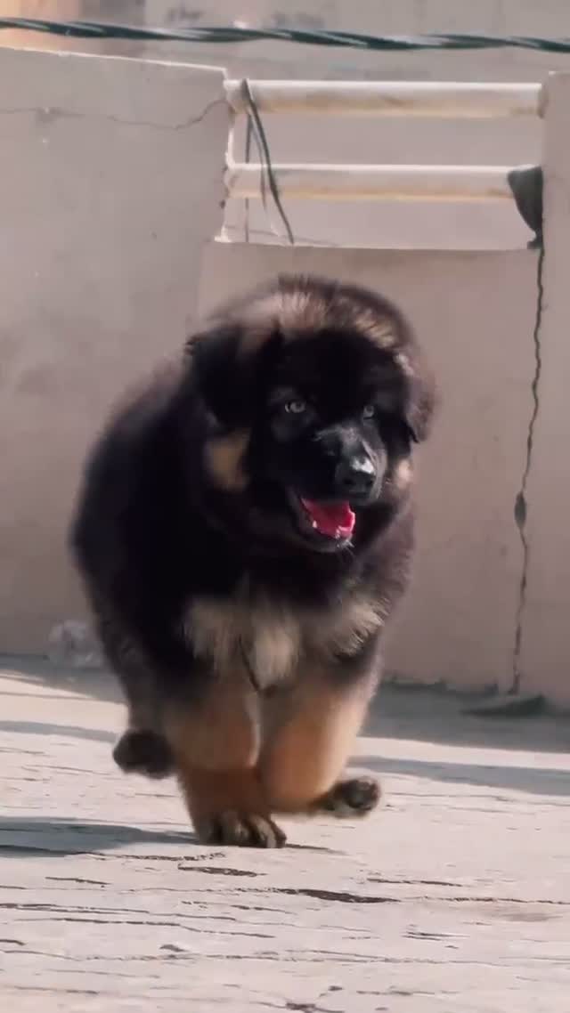 German Shepherd Puppy, farm video