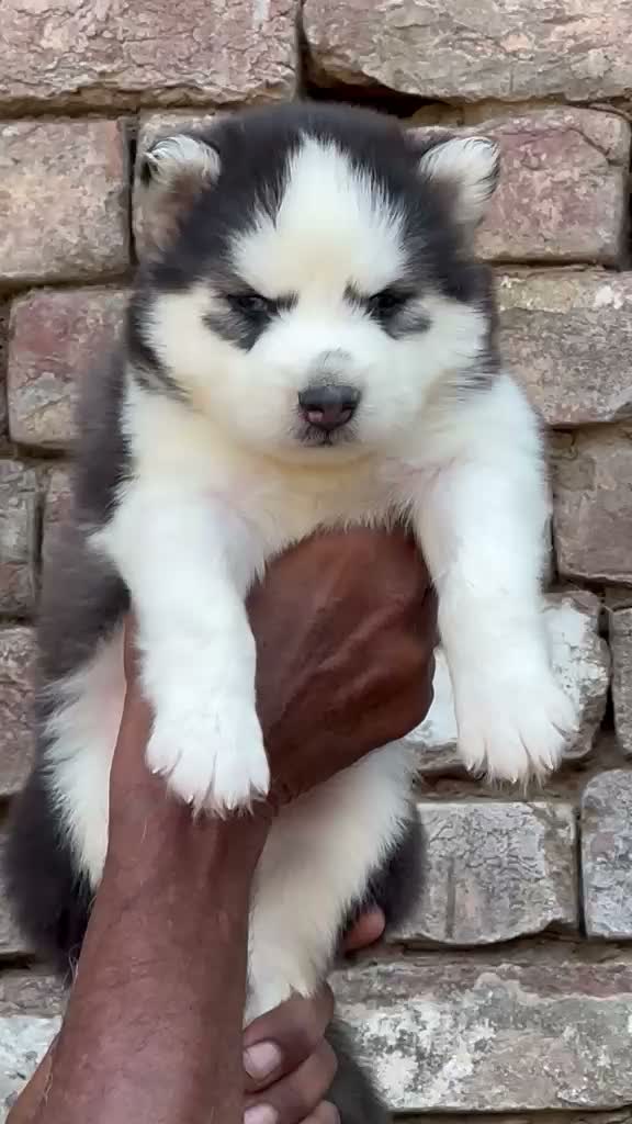Siberian Husky Puppy | Black & White Color, farm video