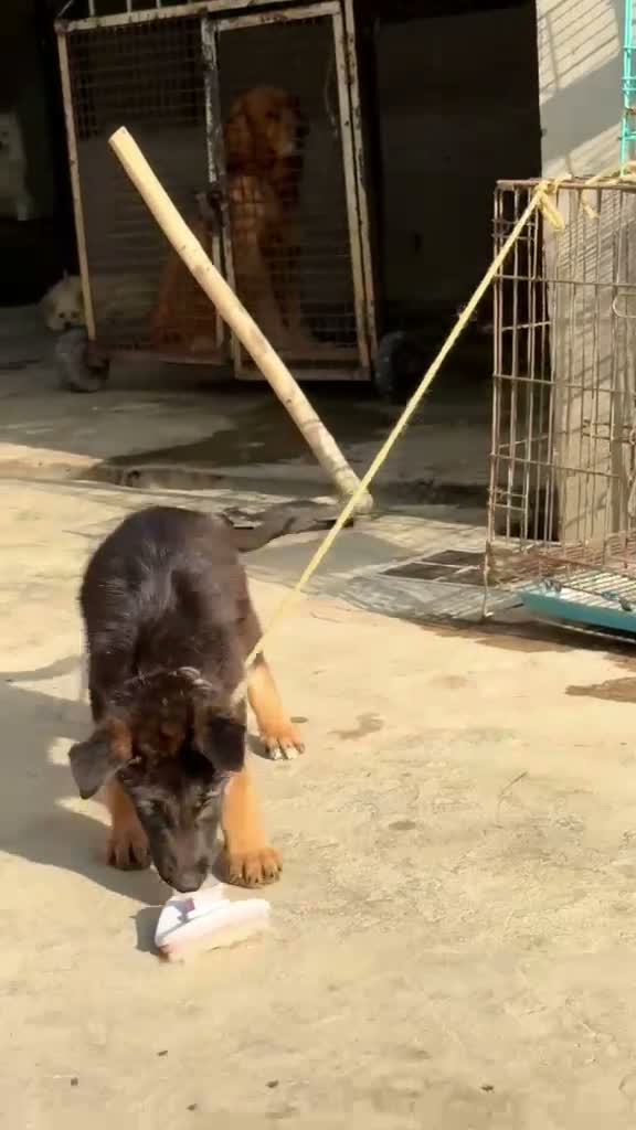 Dachshund Puppy | Brown & Tan, farm video