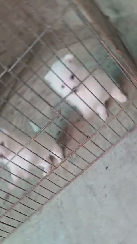 Pomeranian Puppy, farm video