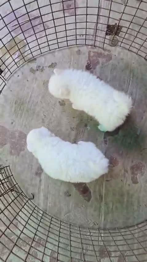 Pomeranian Puppy, farm video