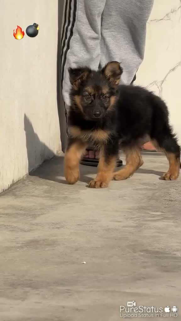 Dachshund Puppy | Brown & Tan, farm video