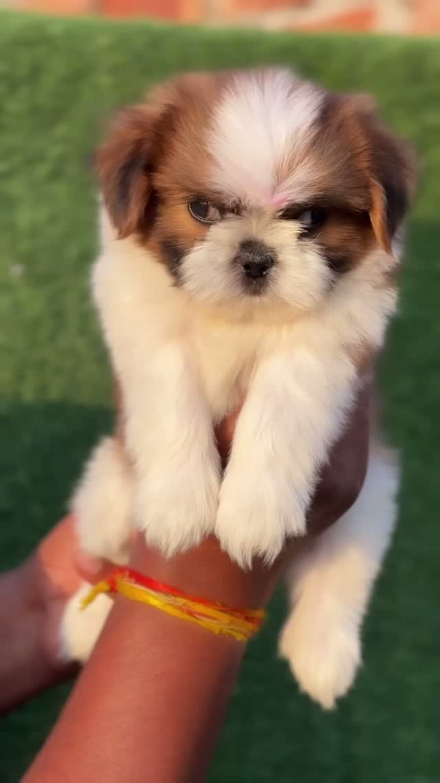Shih Tzu | Black Color, farm video