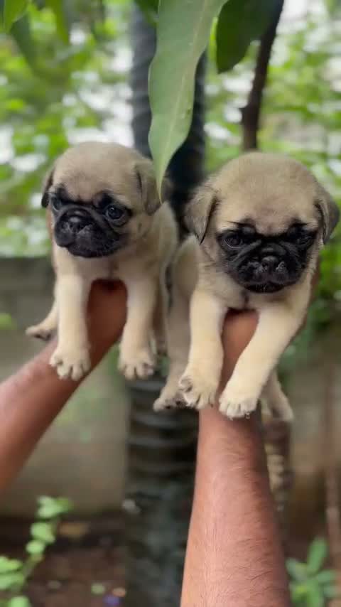 Pug Puppy, farm video