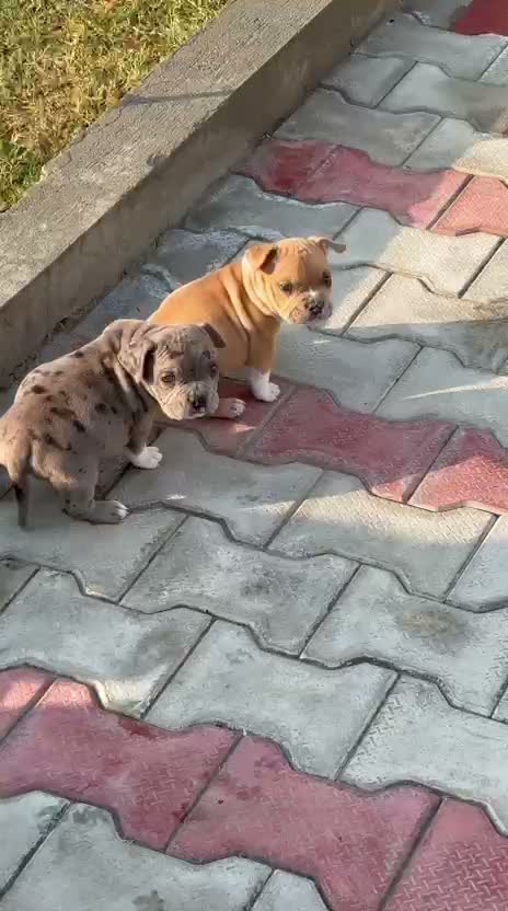 American Bully Pocket Size Puppy, farm video