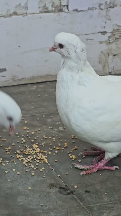 Chotiyal Pigeon, farm video
