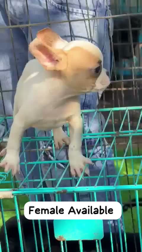 Dachshund Puppy | Brown, farm video
