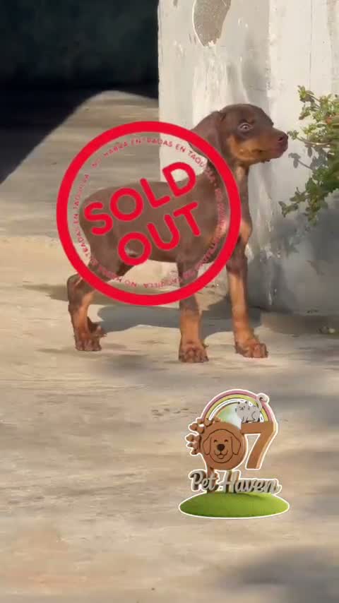 Doberman Pinscher Puppy, farm video