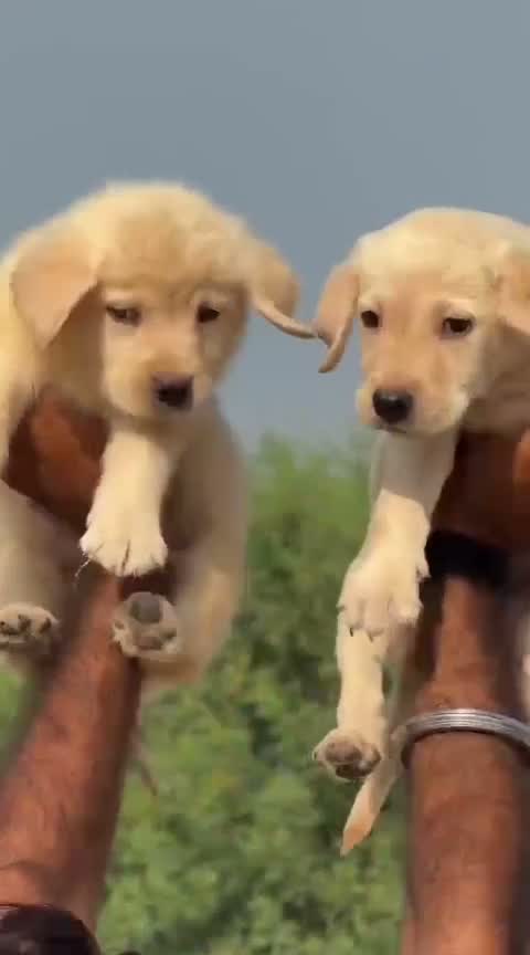 Beagle Black & Tan Puppy, farm video
