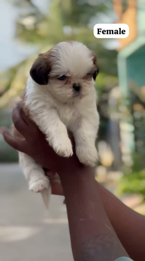 Dachshund Puppy | Brown, farm video