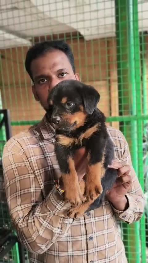 Rottweiler Puppy, farm video