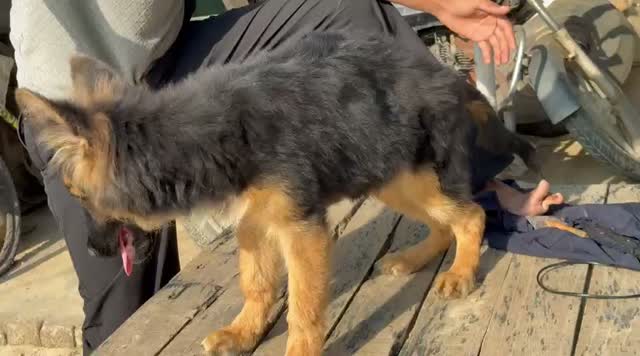 German Shepherd Puppy, farm video