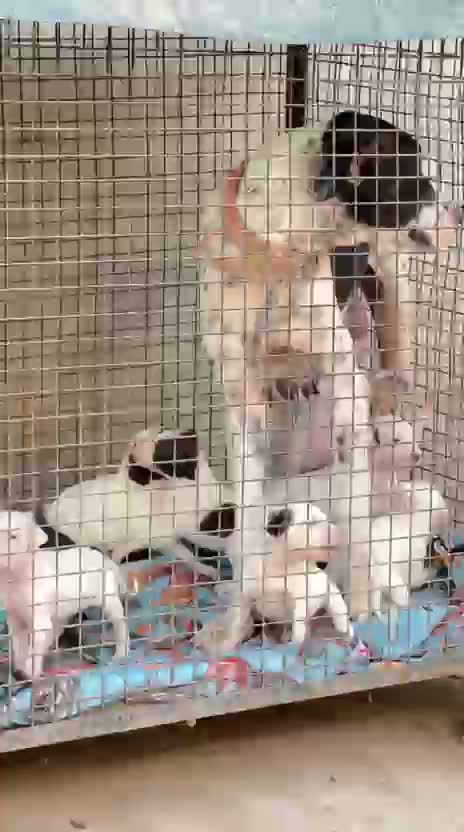 American Bully Pocket Size Puppy, farm video