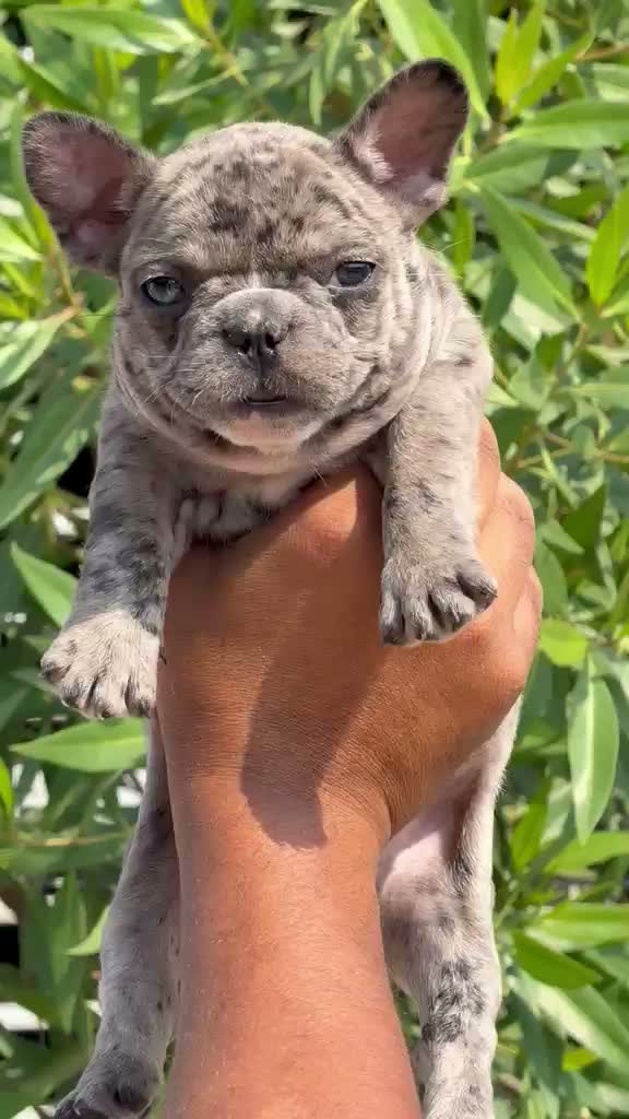 Dachshund Puppy | Brown, farm video