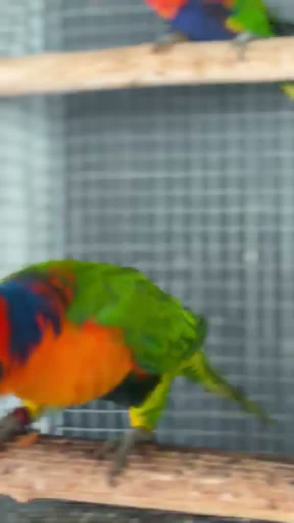 Chattering Lorikeet, farm video