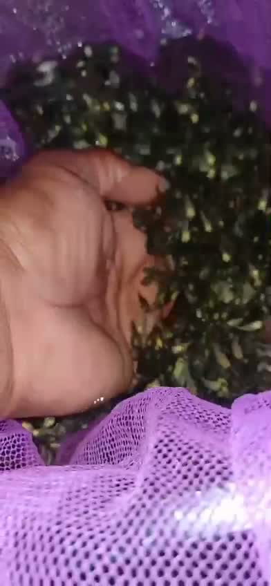 Rottweiler Puppy, farm video