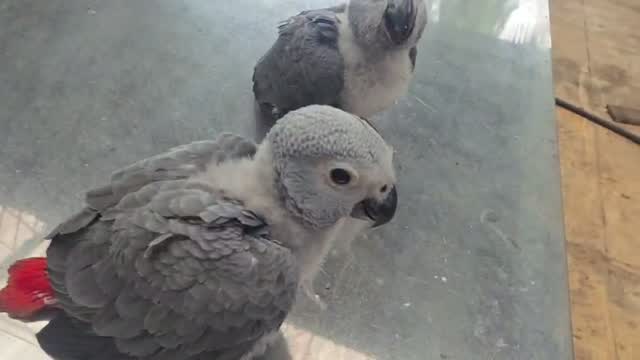 African Grey Parrot, farm video