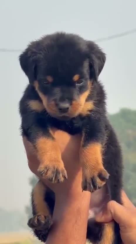 Rottweiler Puppy, farm video