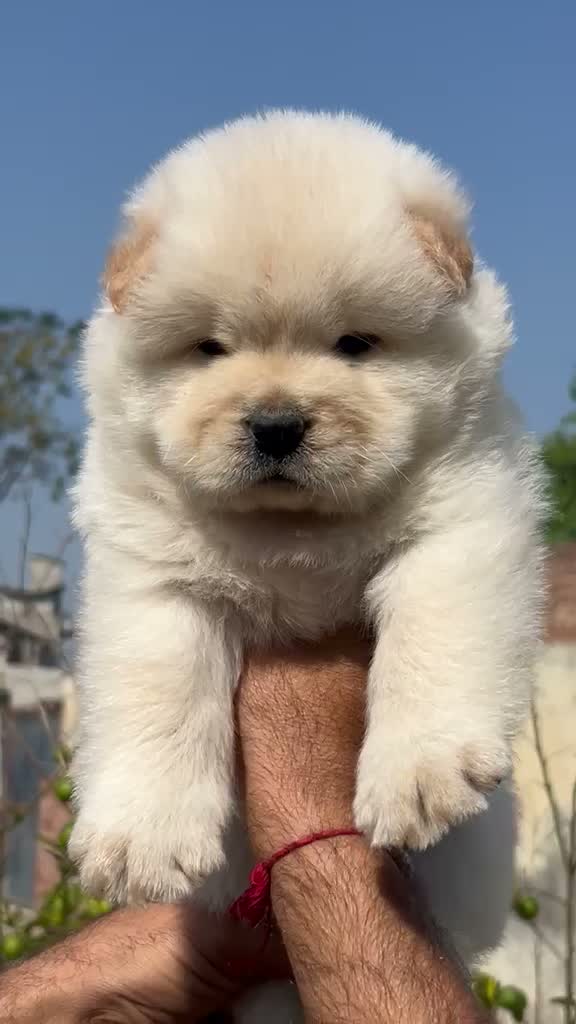 Chow Chow Puppies, farm video