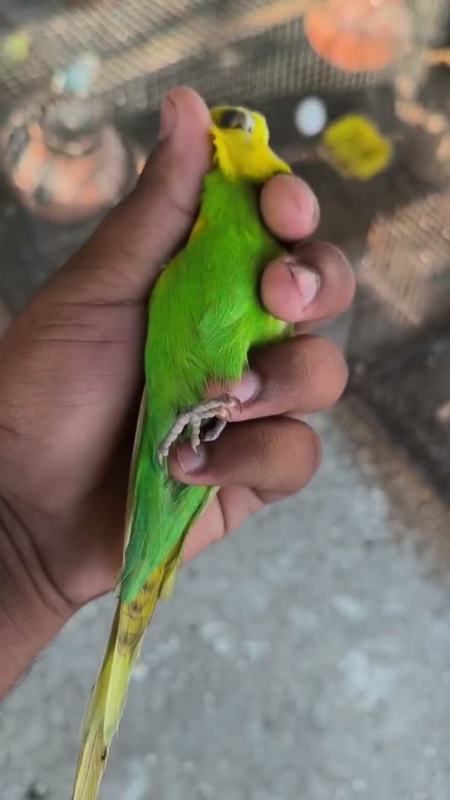 Budgies | Fallow, farm video
