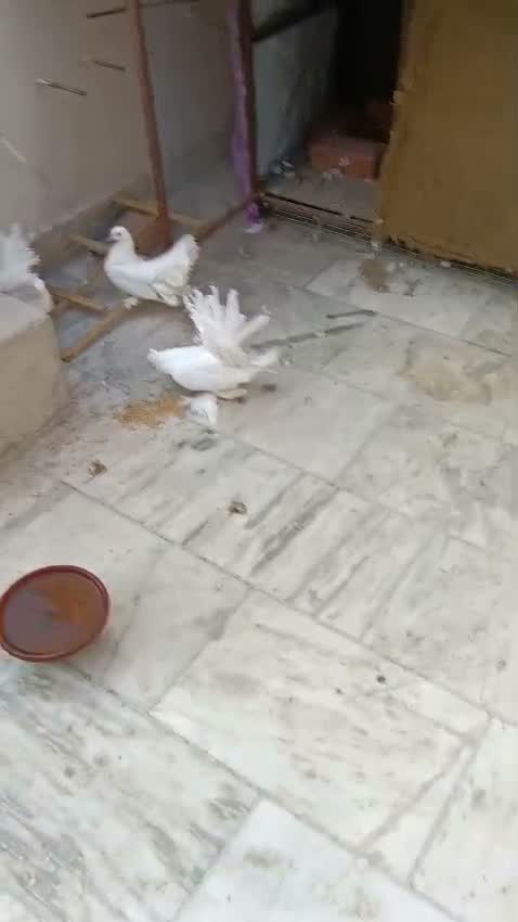 Homer Pigeon, farm video