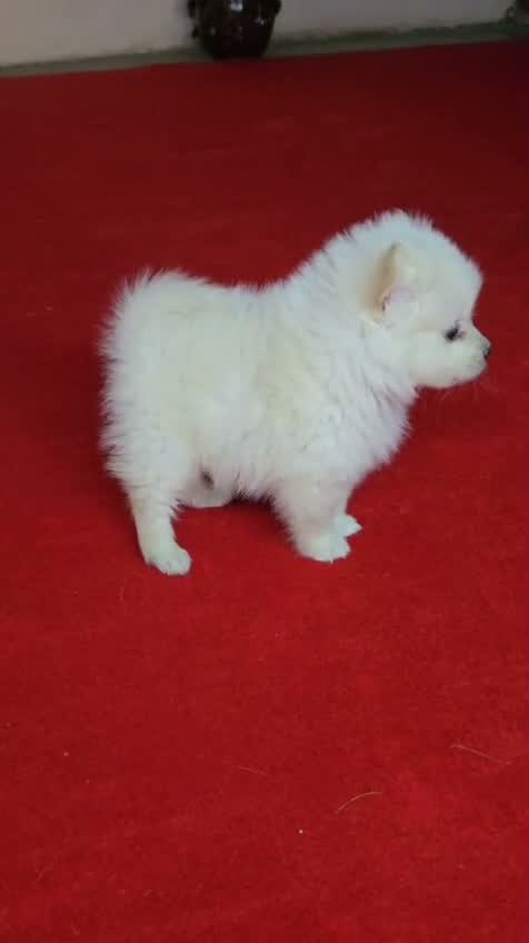 Culture Toy Pom Puppy | Black, farm video