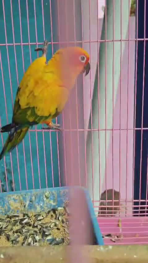 Sun Conure, farm video