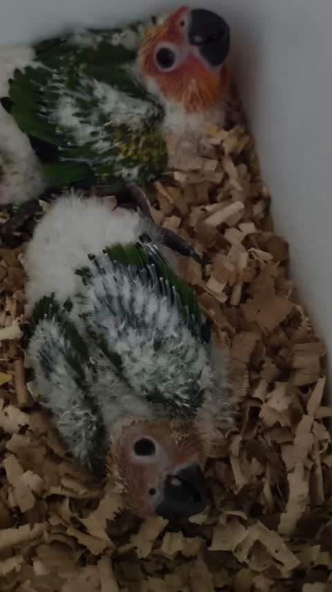 Red-rumped Parakeet, farm video