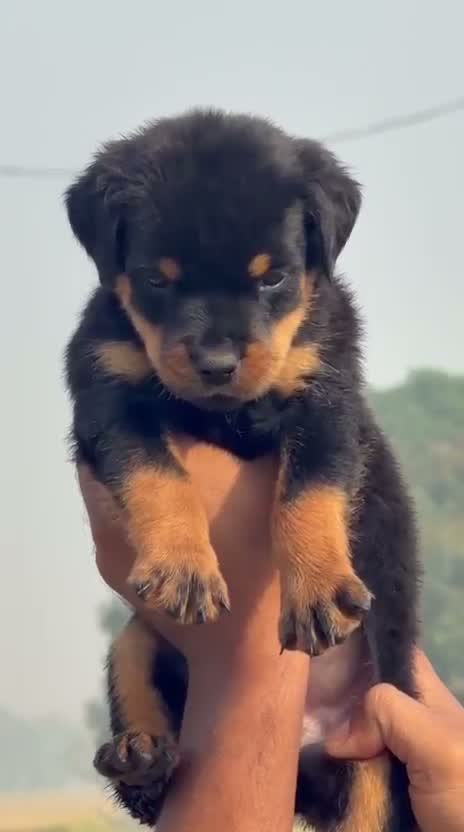 Rottweiler Puppy, farm video