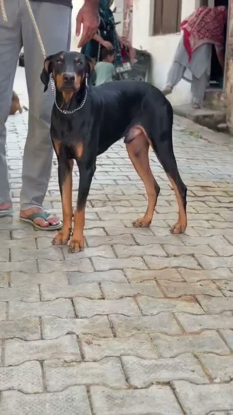 Doberman Pinscher Puppy | Brown & Tan, farm video