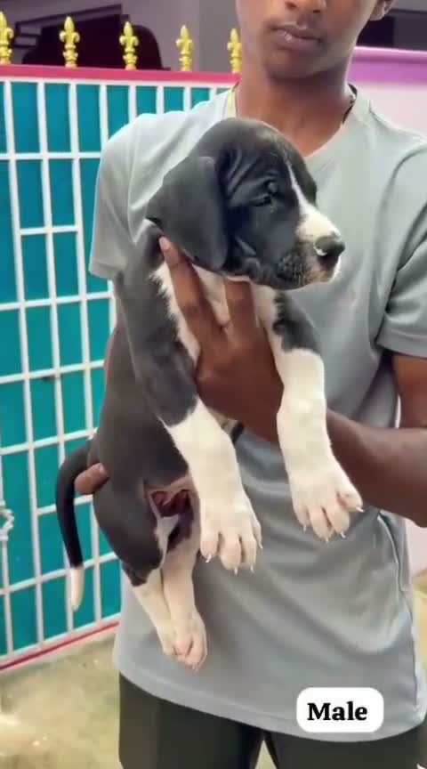 Great Dane Puppy, farm video
