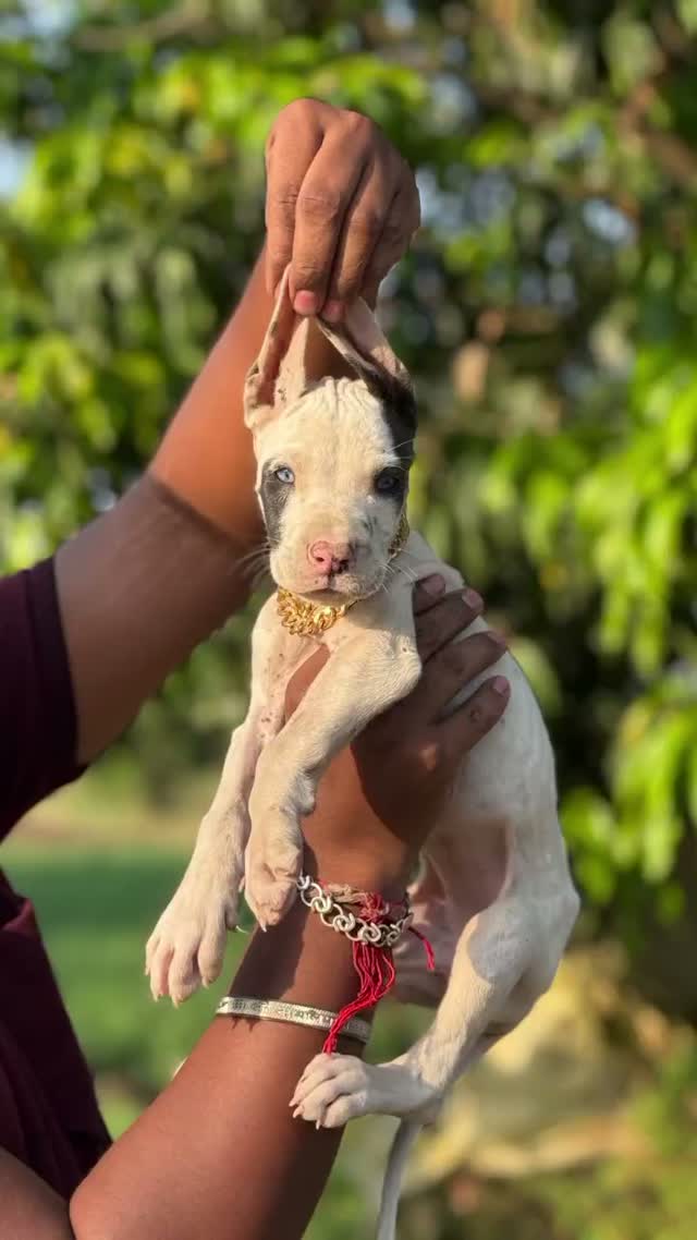 Great Dane Puppy, farm video