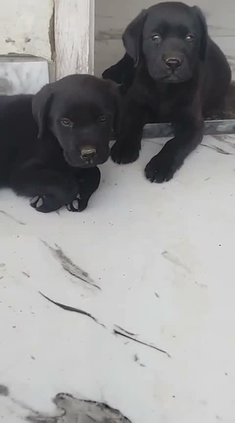 Dachshund Puppy | Brown & Tan, farm video