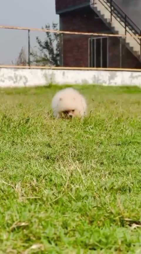 Toy Poodle Puppy, farm video