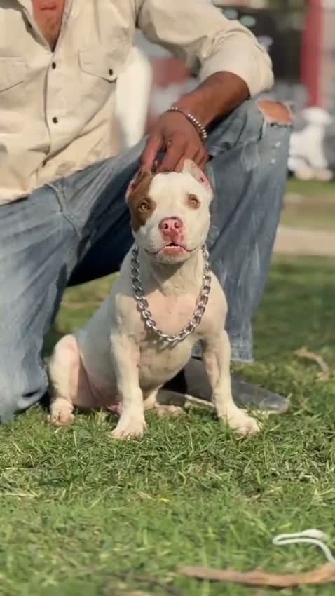 American Bully XL Size Puppy, farm video