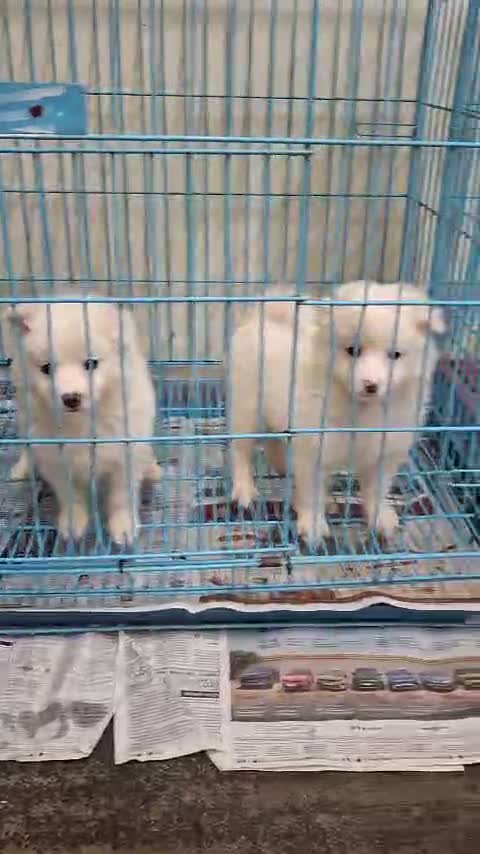 Pomeranian Puppy, farm video