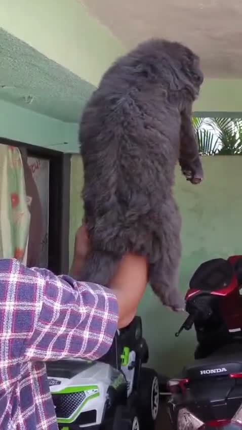 German Shepherd Puppy, farm video