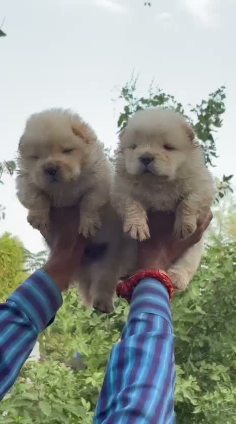 Chow Chow Puppies, farm video