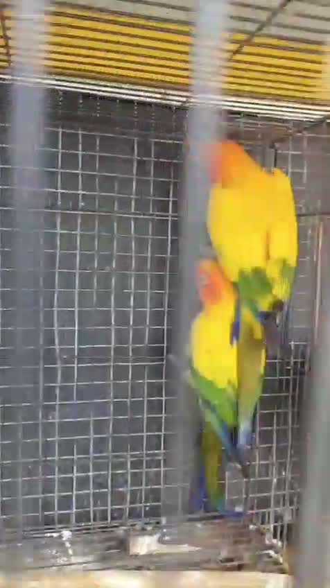 Sun Conure, farm video
